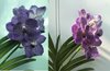 Ванда (Vanda  Bangjong Sky Blue No.24) 